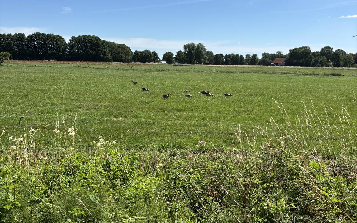 Blick über eine grüne Wiese mit Wildgänsen bei einem begleiteten Spaziergang in der Natur bei Stuhr